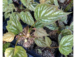 Begonia grandis 'Silver Spotted'
