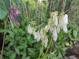 Dicentra formosa 'Aurora'