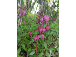 Dicentra formosa 'Luxuriant'