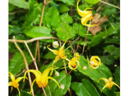 Epimedium 'Amber Queen'