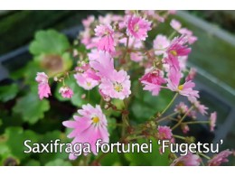 Saxifraga fortunei var. incisolobata 'Fugetsu' 