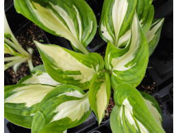 Hosta 'Fire and Ice'