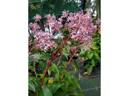 Cardiandra x 'Autumn bouquet'