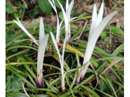 Liriope muscari 'Okina'