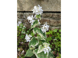 Lunaria annua 'Alba Variegata'