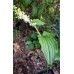 Maianthemum japonicum var mandshuricum