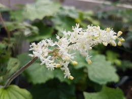 Maianthemum japonicum var mandshuricum