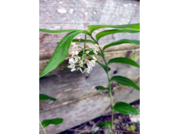 Maianthemum aff salvinii BSWJ9077