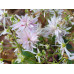 Saxifraga fortunei var. incisolobata 'Mars' 