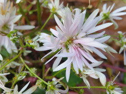 Saxifraga fortunei var. incisolobata 'Mars' 