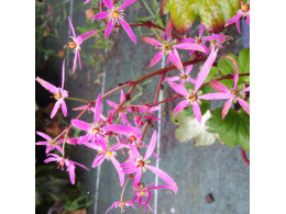 Saxifraga fortunei var. incisolobata 'Médusa' 