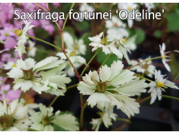 Saxifraga fortunei var. incisolobata 'Odeline' 