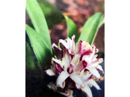 Reineckea yunnanensis