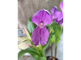 Roscoea humeana 'Dark form'