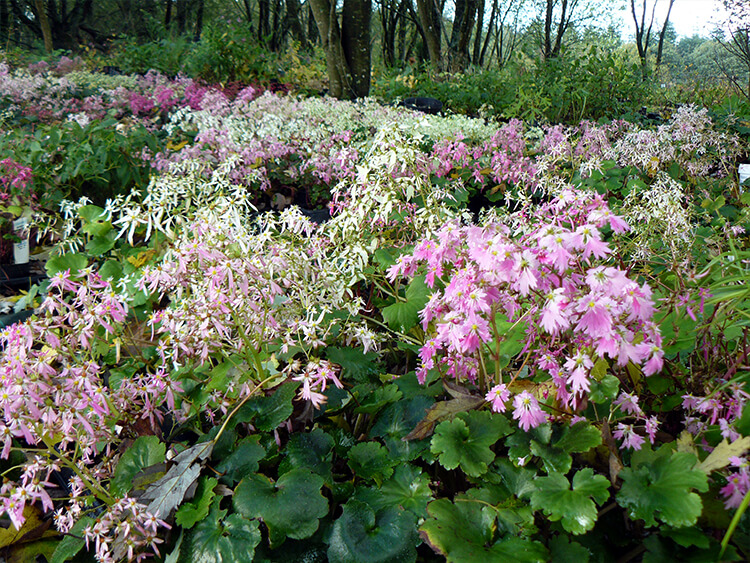 Pieds mères de Saxifraga fortunei