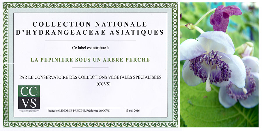 Collection nationale d'hydrangeae asiatiques