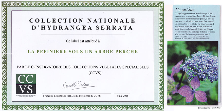 Collection nationale d'hydrangea serrata