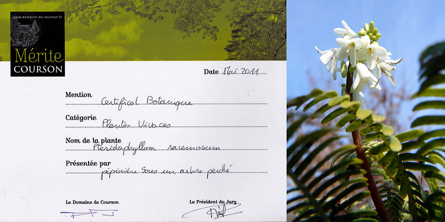 Printemps 2011 - Prix Courson - Pteridophyllum racemosum