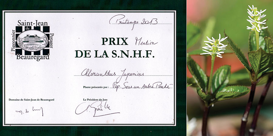 Printemps 2013- Prix St-jean - Chloranthus japonicus