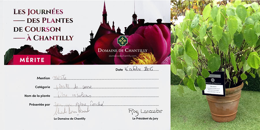 Automne 2015 - Prix Chantilly - Pilea insolens